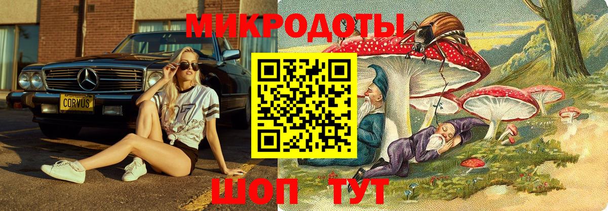 Псилоцибиновые грибы Psilocybe Каменка