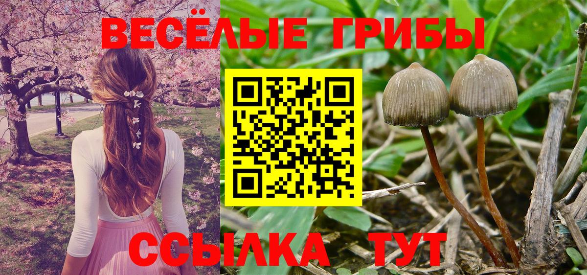 Галлюциногенные грибы ЛСД  что такое   Вход с VPN  Каменка  Псилоцибиновые грибы мицелий 